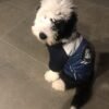Brownie - Image 5