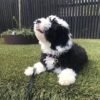 Brownie - Image 8