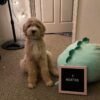 Ginny - Image 6