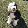 Brownie - Image 7