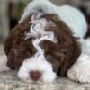 Brownie - Image 5