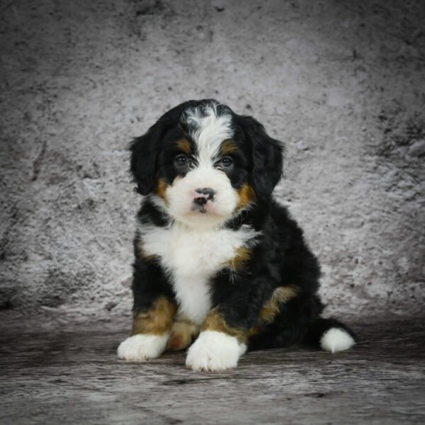 Astro