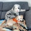 Stella - Image 2