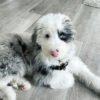 Stella - Image 3