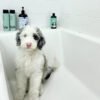 Stella - Image 5