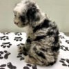 Kiwi - Image 4