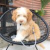 Sawyer - Image 7