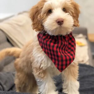 Sawyer