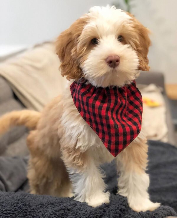 Sawyer