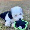 Lucy - Image 5