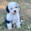 Lucy - Image 3