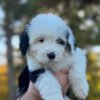 Lucy - Image 4