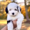 Lucy - Image 8