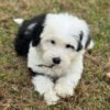 Lucy - Image 7