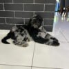 Myer - Image 7