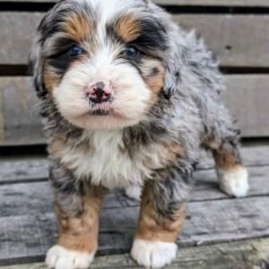 Mollie