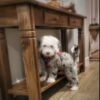 Dixie - Image 2