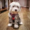 Dixie - Image 3