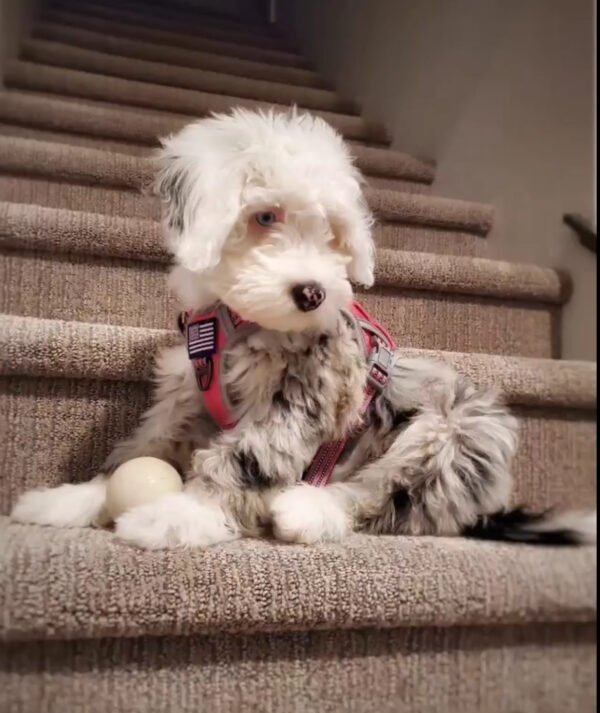 Dixie