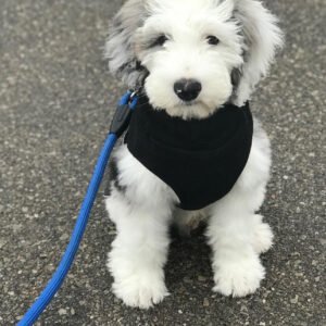 Koda