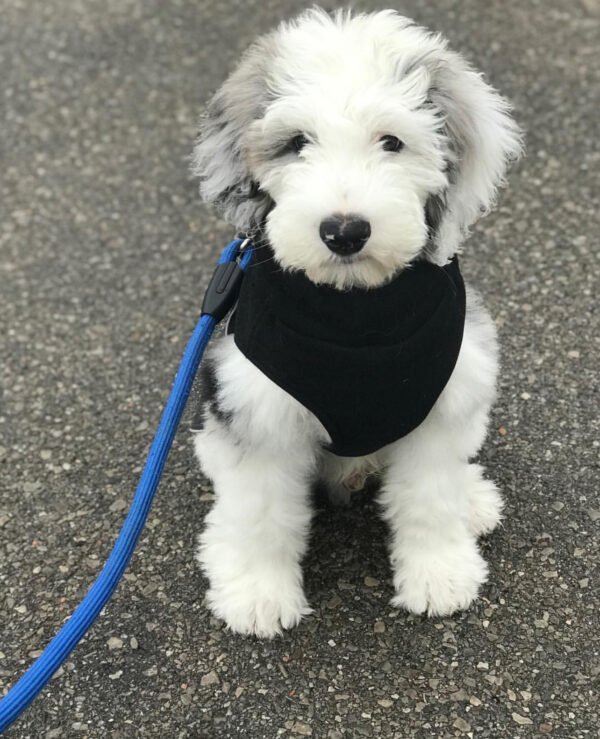 Koda