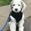 Koda - Image 5