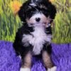 Flossie - Image 5