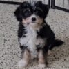 Flossie - Image 3