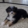 Flossie - Image 2