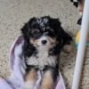Flossie - Image 4