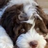 Brownie - Image 2