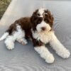 Brownie - Image 4