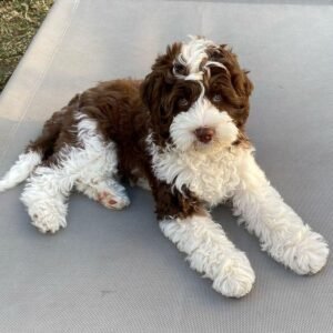 Brownie
