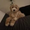 Ginny - Image 5
